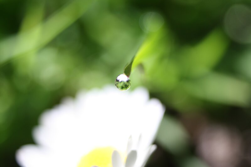 Water Droplet on Leaf — Green, Serene, Morning, Photograph, Flower