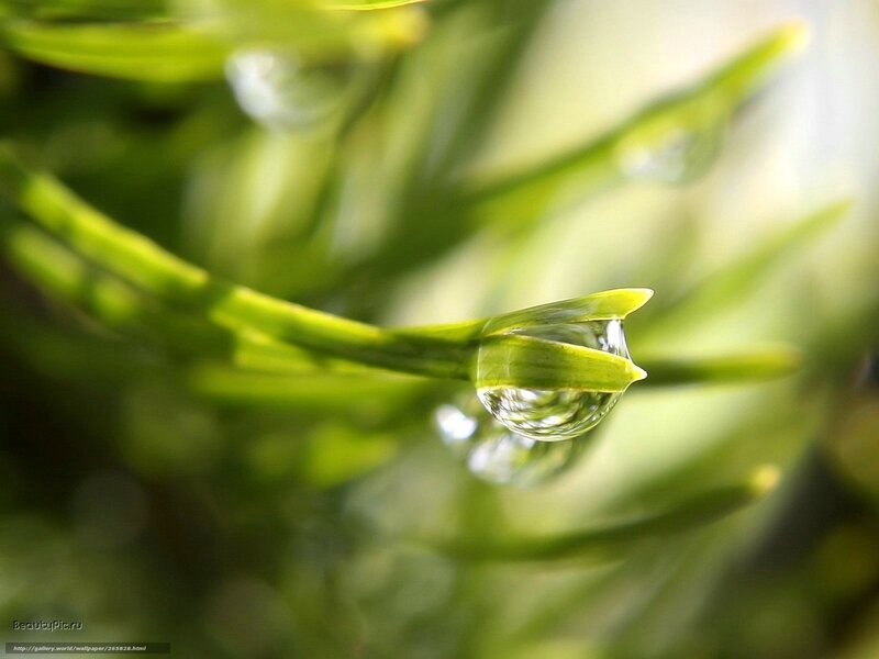 Water Droplet on Leaf — Green, Serene, Morning, Photograph, Greenery