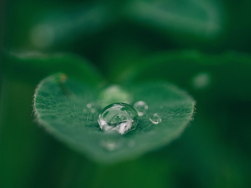 Water Droplet on Leaf — Green, Serene, Morning, Photograph, Hairs