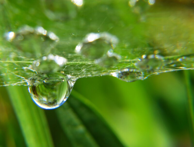 Water Droplet on Leaf — Green, Serene, Morning, Photograph, Spiderweb, Dew