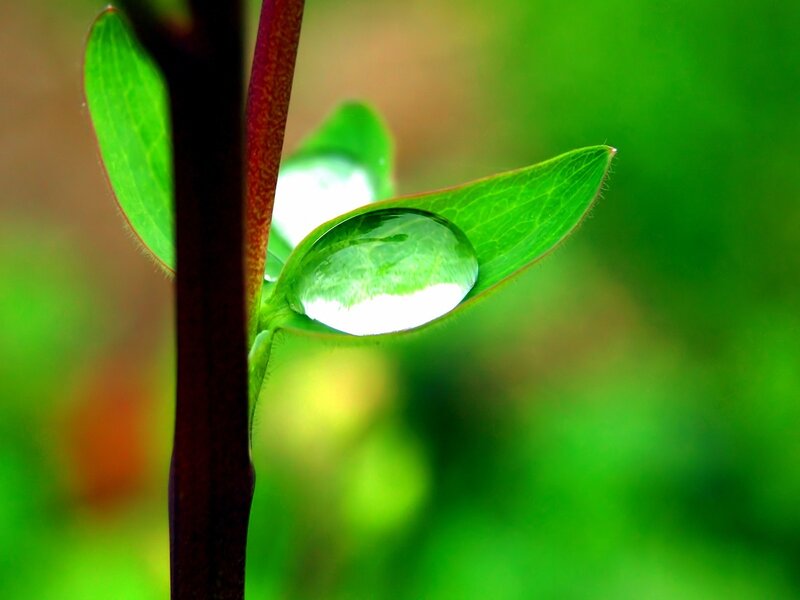 Water Droplet on Leaf — Green, Serene, Morning, Photograph, Stem