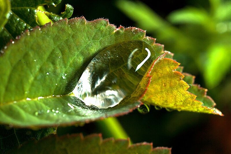 Water Droplet on Leaf — Green, Serene, Morning, Photograph