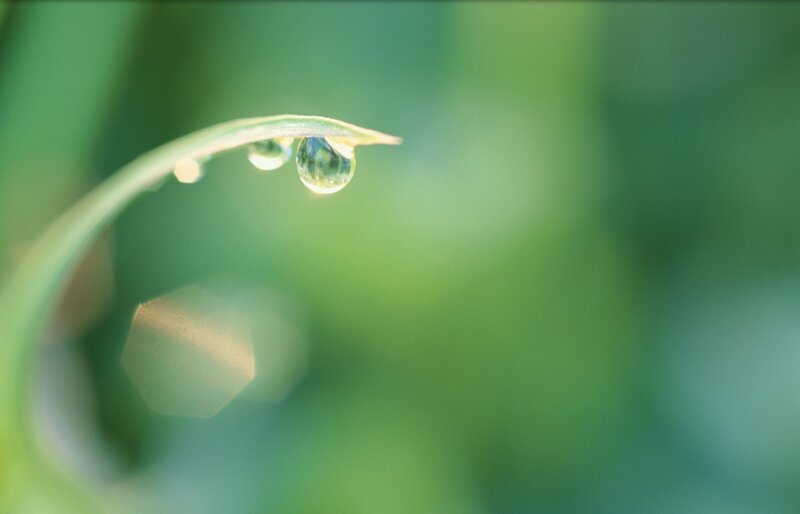 Water Droplet on Leaf — Green, Serene, Morning