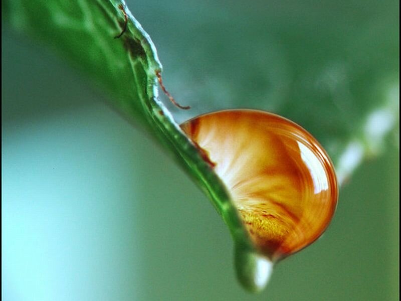 Water Droplet on Leaf — Green, Serene, Photograph, Bug