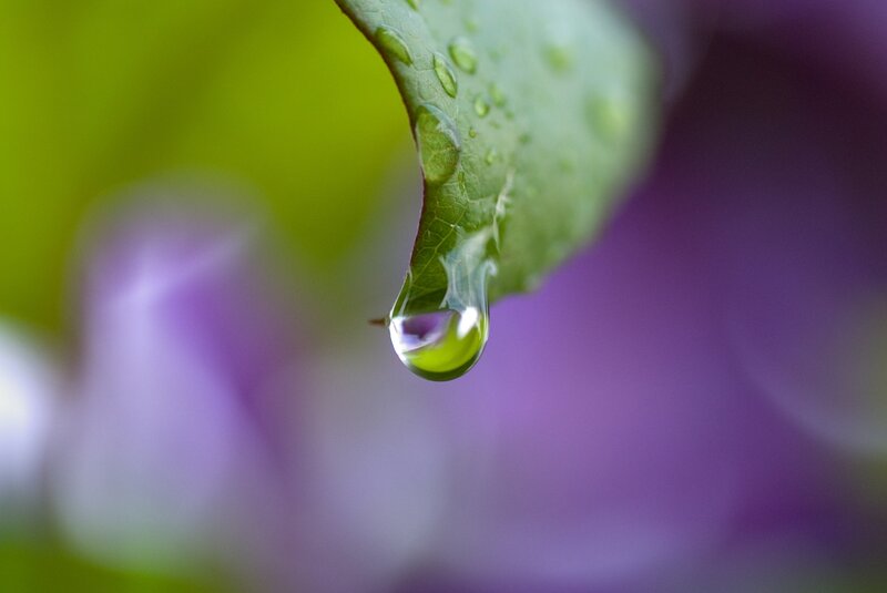 Water Droplet on Leaf — Green, Serene, Photograph, Drop, Flower