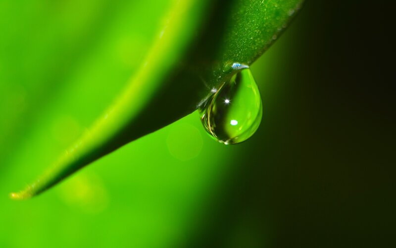 Water Droplet on Leaf — Green, Serene, Photograph, Drop, Light