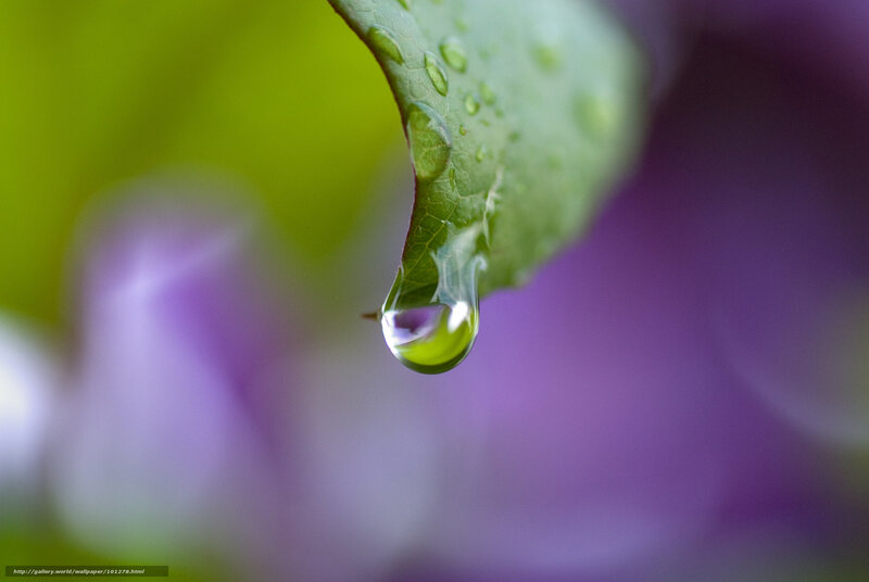 Water Droplet on Leaf — Green, Serene, Photograph, Drop, Purple Flowers