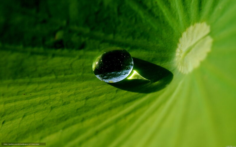 Water Droplet on Leaf — Green, Serene, Photograph, Drop, Shadow