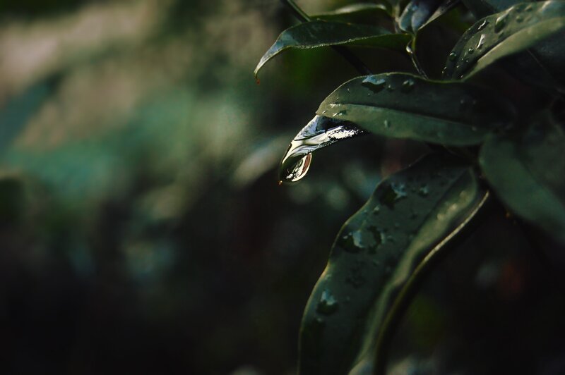 Water Droplet on Leaf — Green, Serene, Photograph, Plant, Black