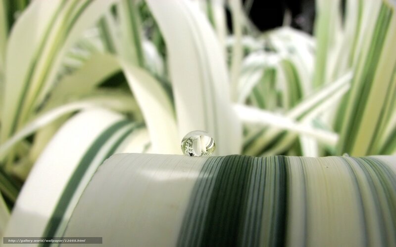 Water Droplet on Leaf — Green, Serene, Photograph, Plant