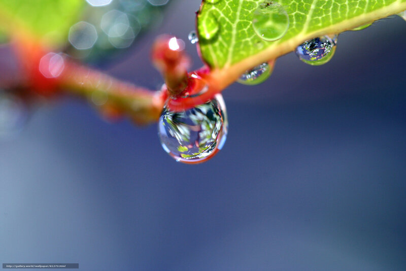 Water Droplet on Leaf — Green, Serene, Photograph, Stem, Drop