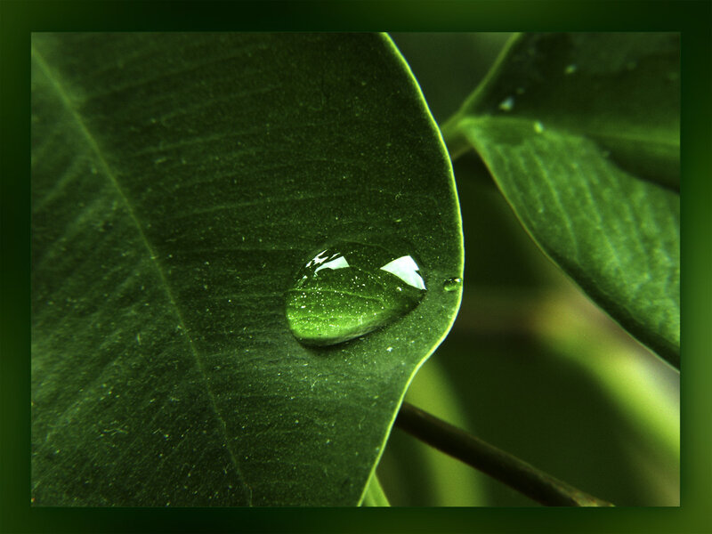 Water Droplet on Leaf — Green, Serene, Photograph, Stem