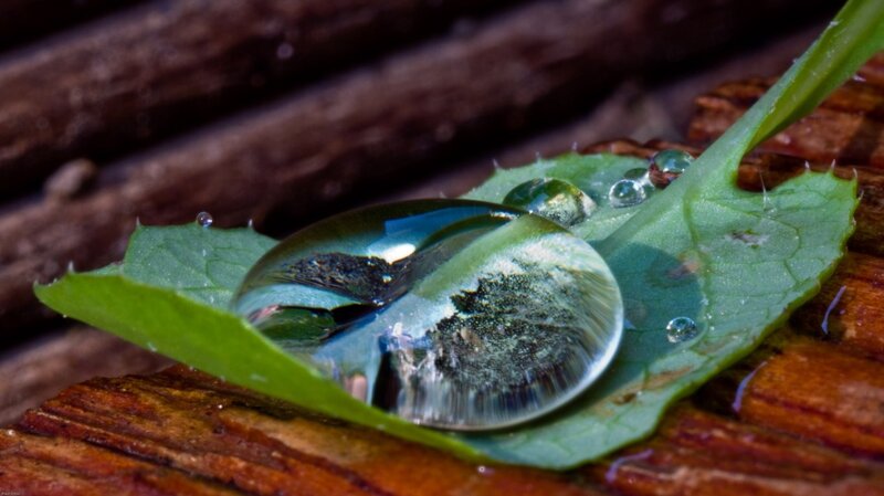 Water Droplet on Leaf — Green, Serene, Photograph, Wood