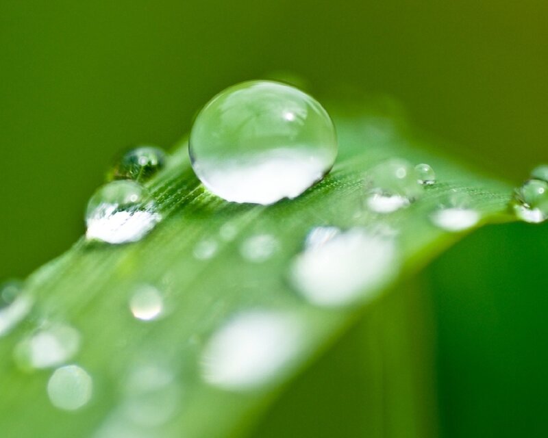 Water Droplet on Leaf — Morning, Photograph