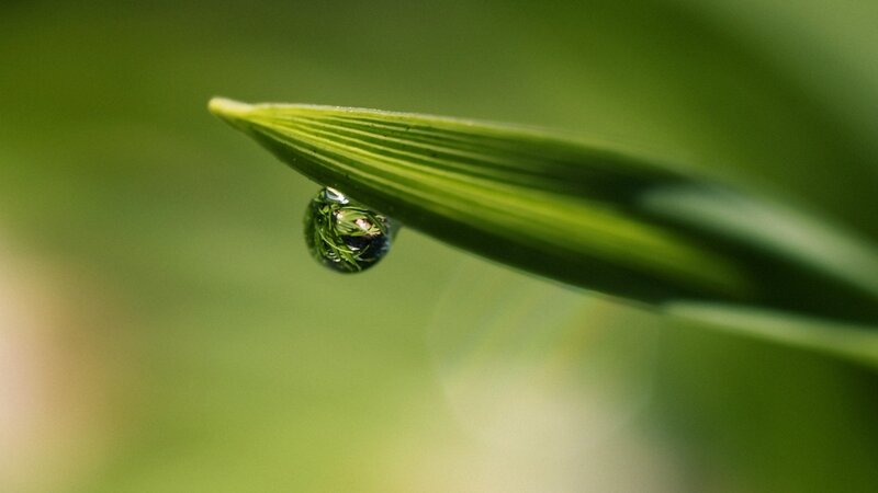 Water Droplet on Leaf — Morning, White