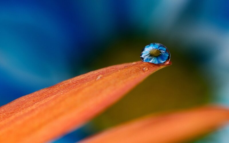 Water Droplet on Leaf — Orange