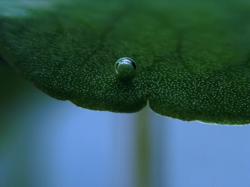 Water Droplet on Leaf — Photograph, Blue