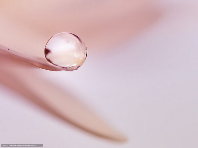 Water Droplet on Leaf — Pink