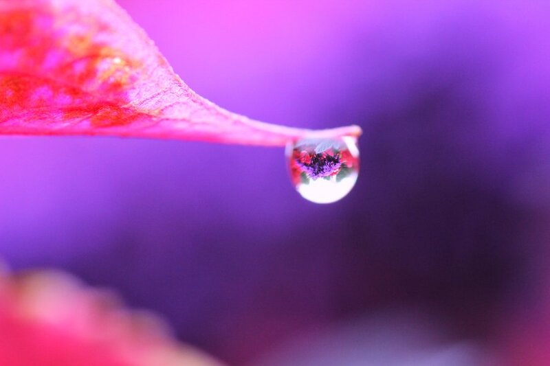 Water Droplet on Leaf — Purple
