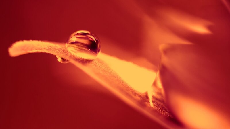 Water Droplet on Leaf — Red