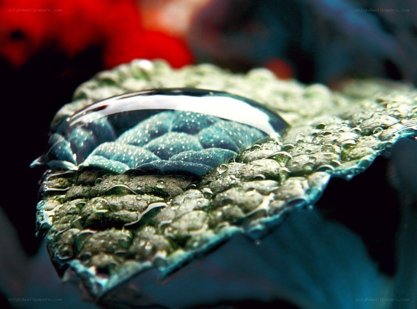 Water droplet on leaf surface