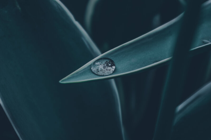 Water Droplet on Leaf — Teal