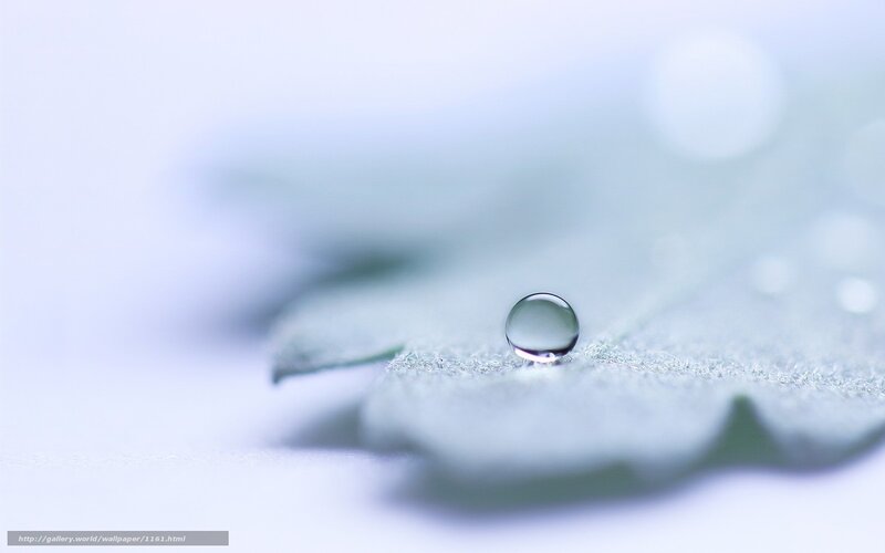 Water droplet on leaf