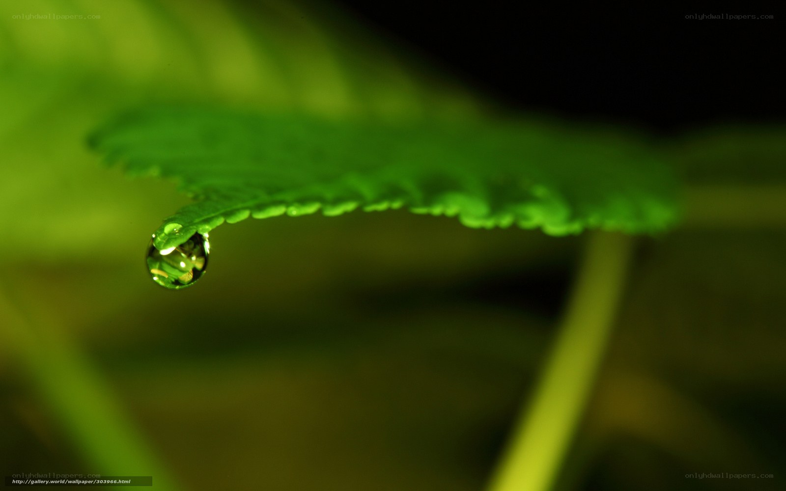 Water droplet on leaf tip