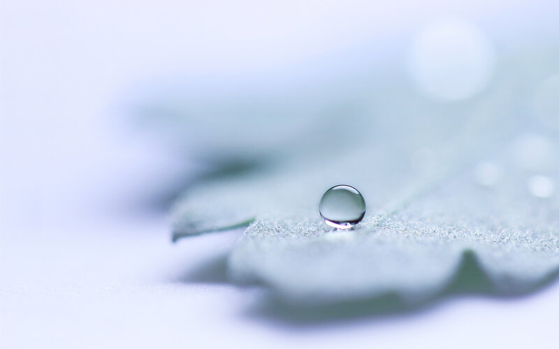 Water Droplet on Leaf — White, Green