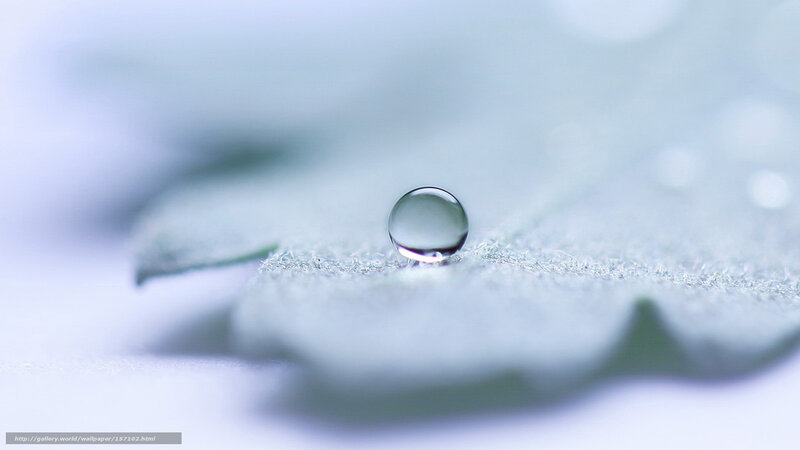 Water Droplet on Leaf — White, Serene