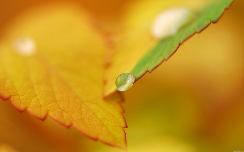 Water Droplet on Leaf — Yellow, Serene