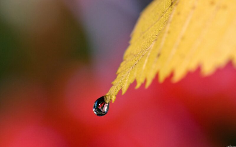 Water Droplet on Leaf — Yellow