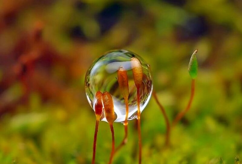 Water droplet on moss