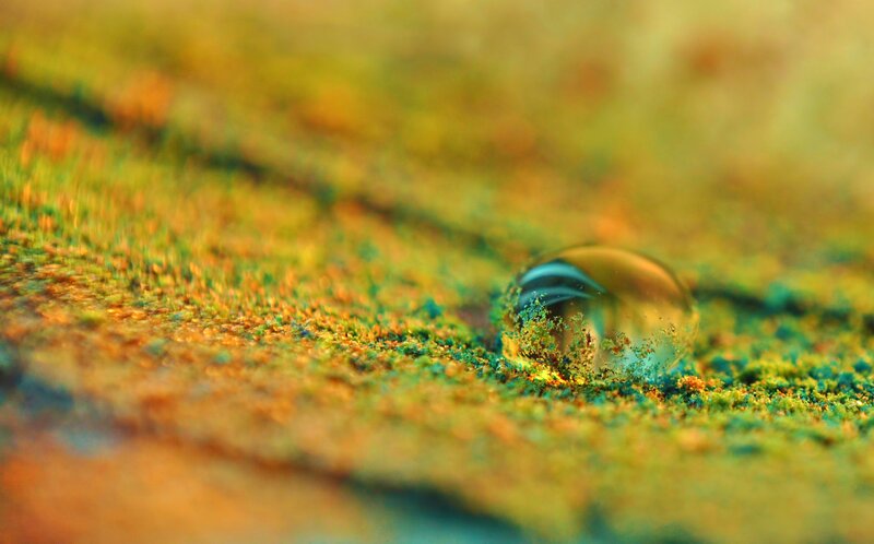 Water Droplet on Moss — Green