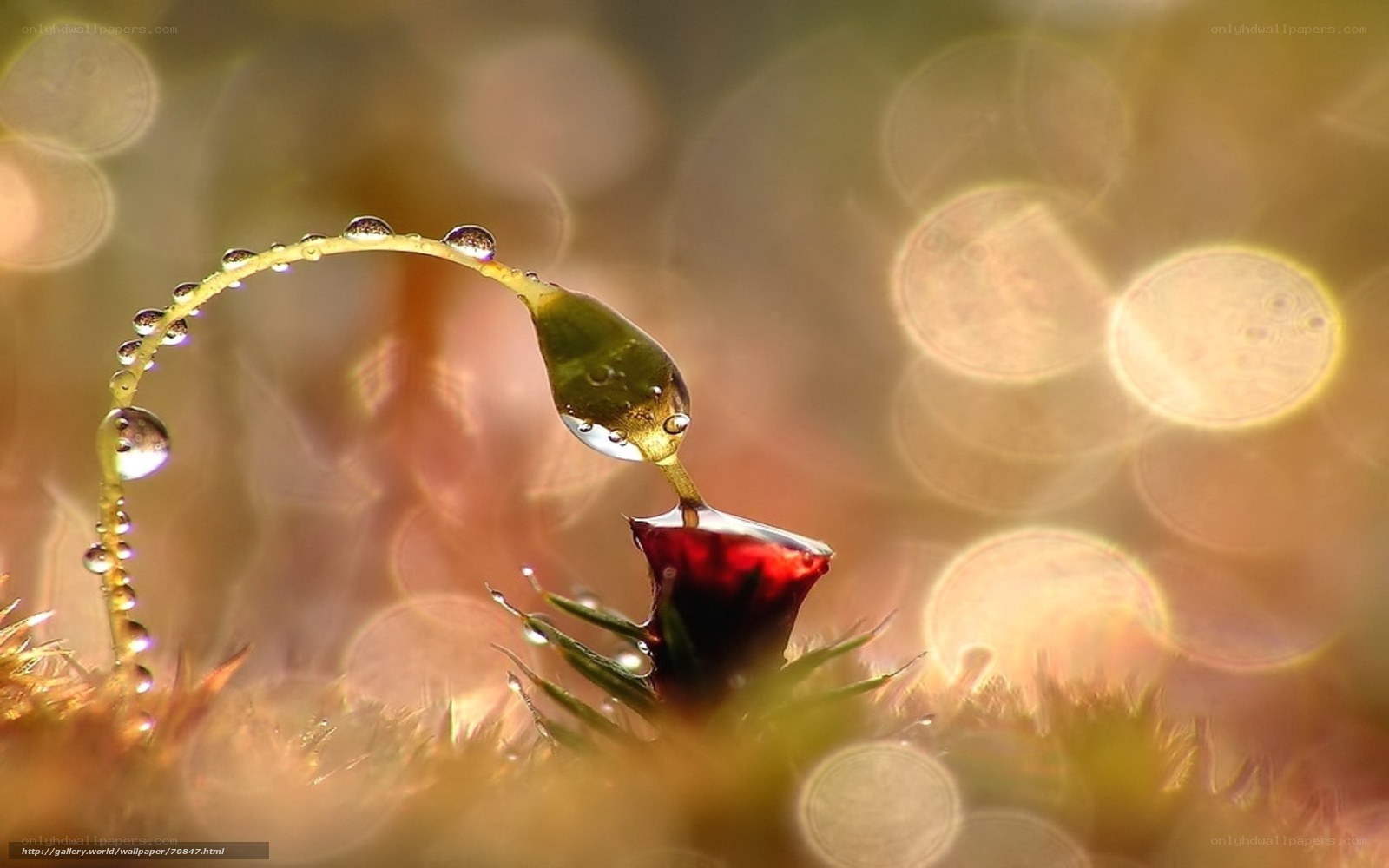 Water droplet on moss stem