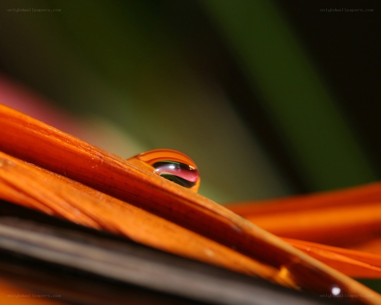 Water droplet on orange leaf