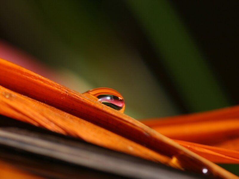 Water droplet on orange leaf