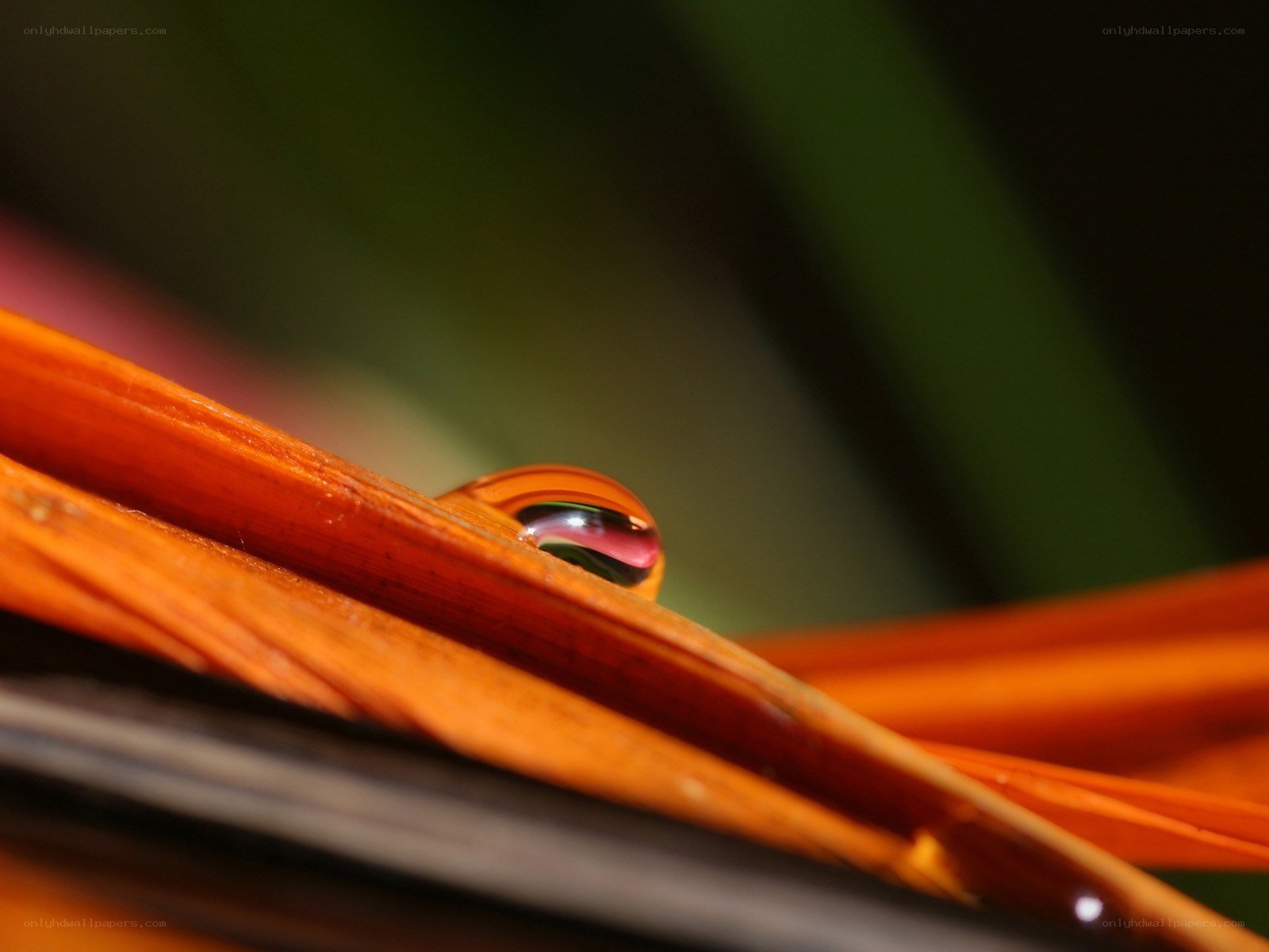 Water droplet on orange leaf