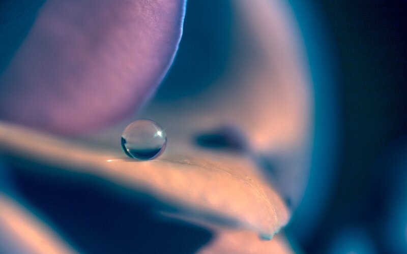 Water Droplet on Petal — Blue