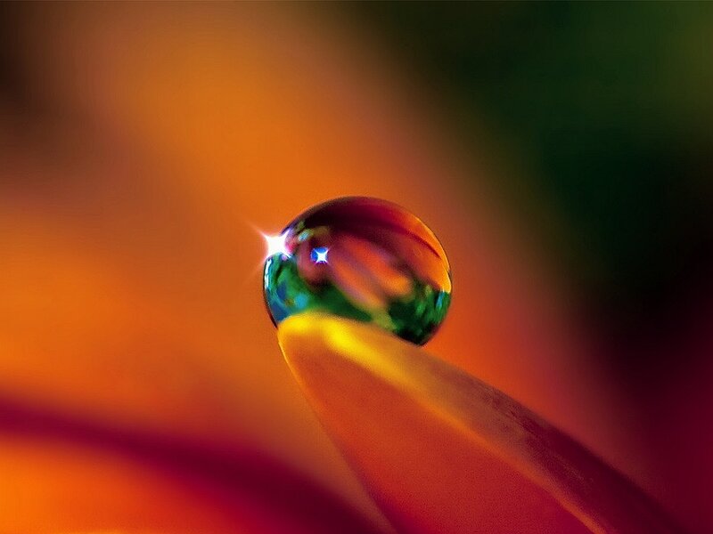Water Droplet on Petal — Orange