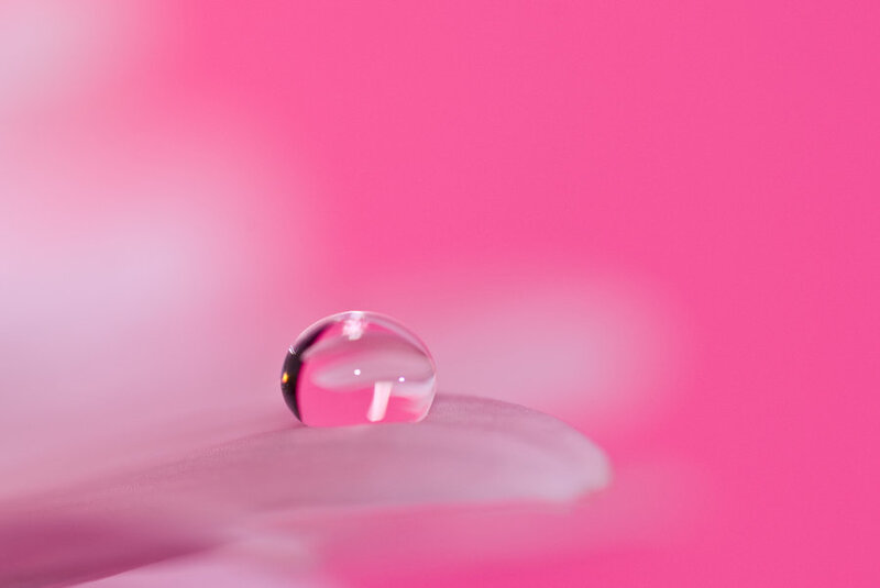 Water Droplet on Petal — Pink