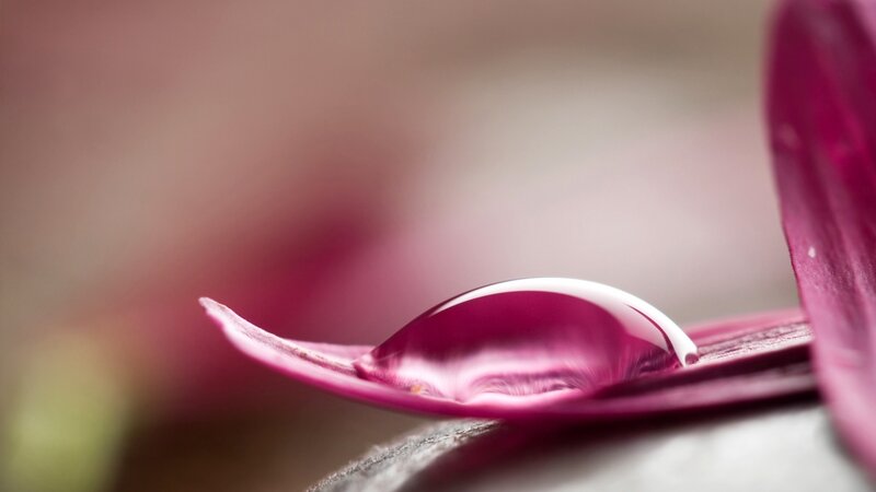 Water Droplet on Petal — Purple, Serene, Photograph