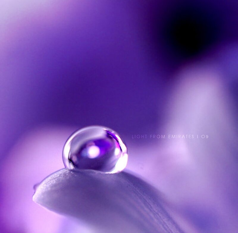 Water Droplet on Petal — Purple, Serene