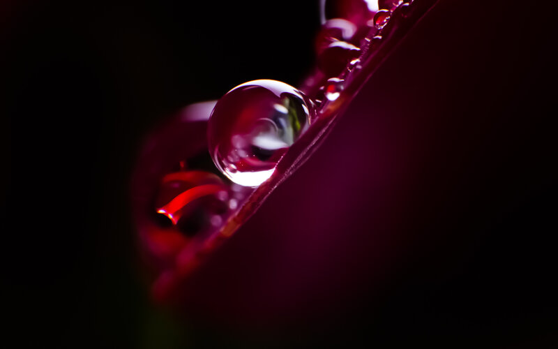 Water Droplet on Petal — Purple