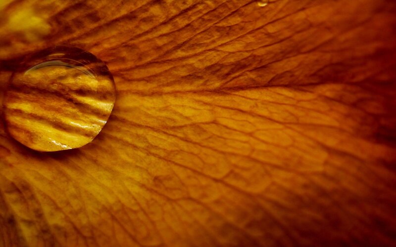 Water Droplet on Petal