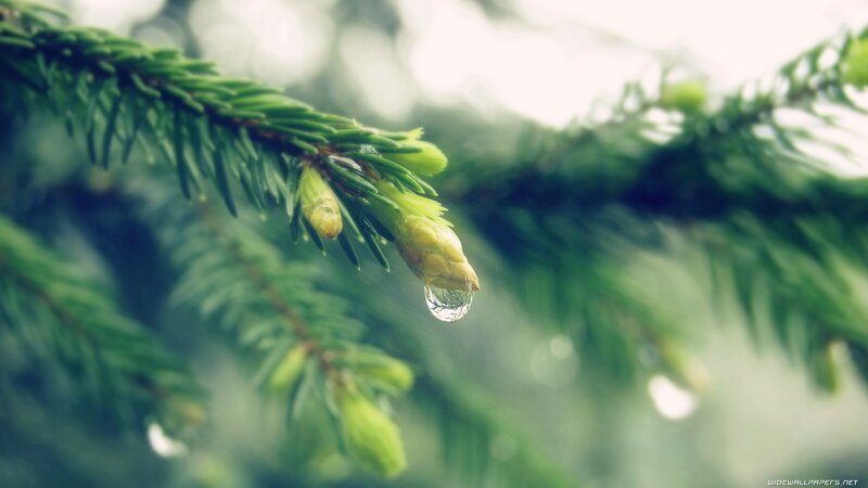 Water droplet on pine branch