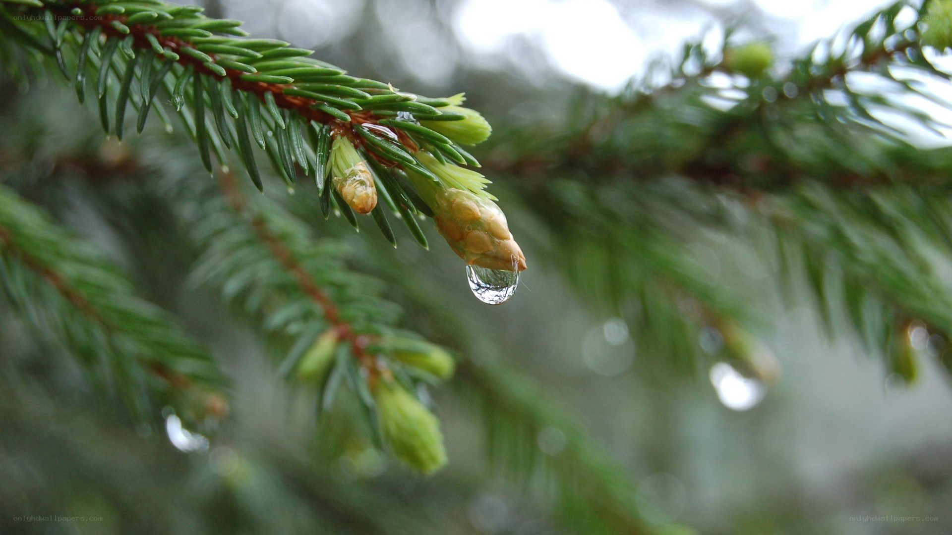 Water droplet on pine branch