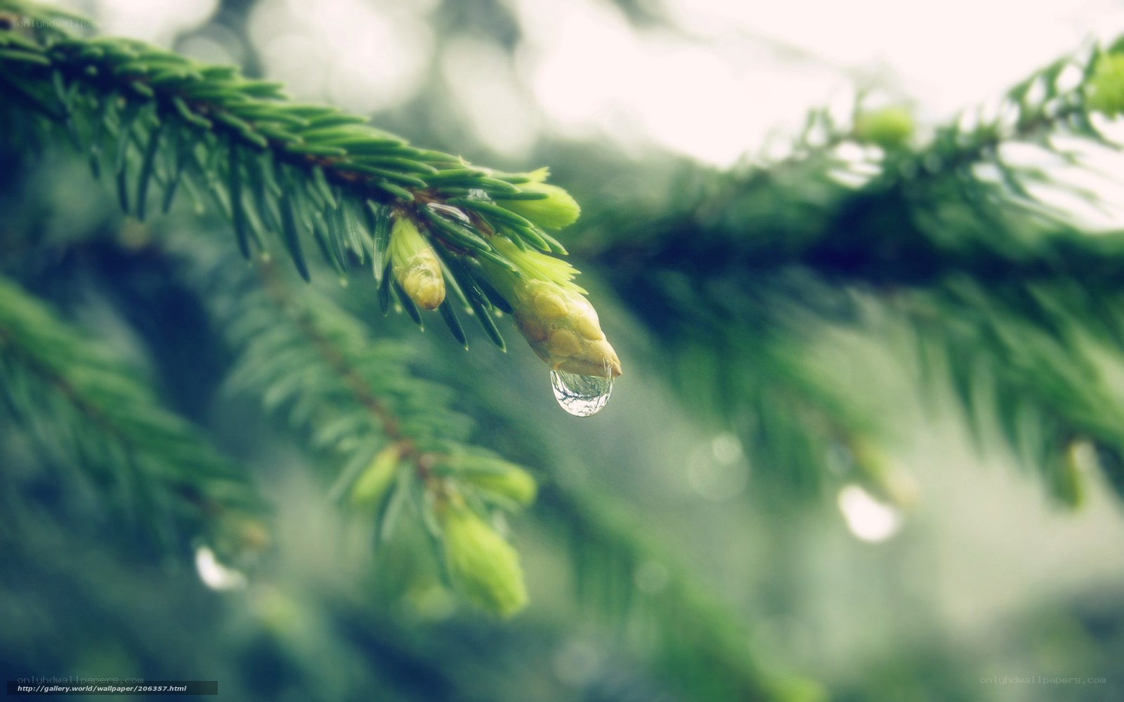 Water droplet on pine branch