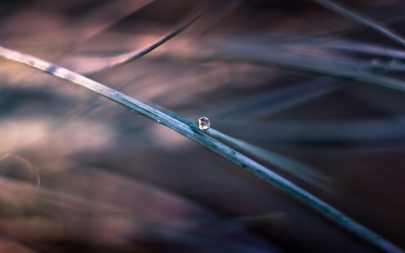 Water Droplet on Pine Needle — Green