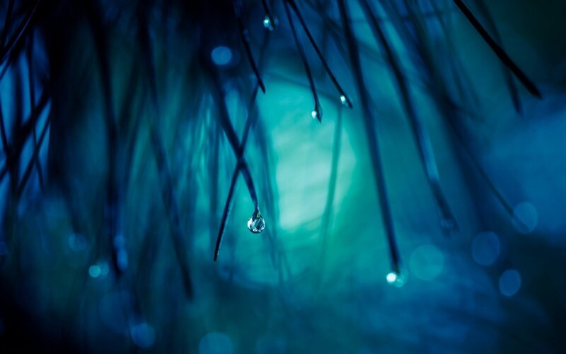 Water Droplet on Pine Needle